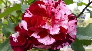 🥀🌱 Meravigliosa MOSTRA Di Milano 2021 Mostra Mercato di Fiori e Piante / Выставка цветов и растений