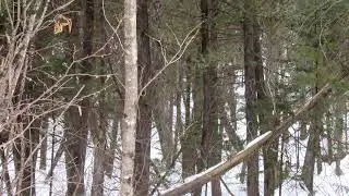 Lots And Land for sale - 980 Ticehurst Road, Brownington, VT 05860