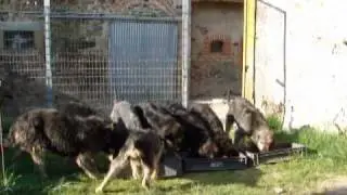 Griffons Nivernais aux ordres