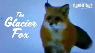 Glacier Fox (1978) | FREE Full Animal Documentary