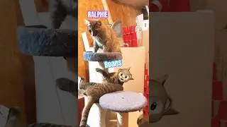 MONKEY BUSINESS!! #cats2024
