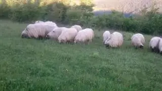 Ovce pramenka vlasicka