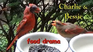 Northern Cardinals Charlie & Bessie feeding drama & live mealworms 🐦 Inner-city birding Chicago【4K】