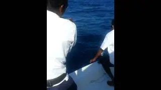 Giant Trevalley - Big Game Fishing (Anantara Kihavah)
