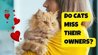 Do Cats Miss Their Owners? - Cats Knowhow