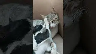 Cat and her  Kitten bonding  moments#animallove#motherand baby moments 