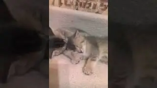 VID 20170319 155430