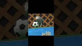 Let's play soccer 🌺 Grey Parrot Anthony Kakegawa Flower and Bird Garden