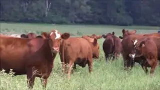 2018 Southern Producers   MG Farms