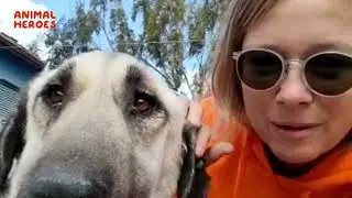 Earthquake Turkey - Animal Rescue Missions - Pregnant and injured stray dog has been rescued,