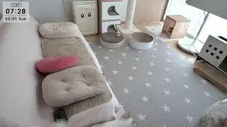 2025.2.1 ニャンコ部屋から生放送！〜猫らの寝相ウォッチング〜