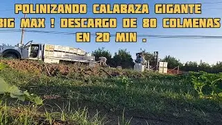 polinizando calabaza Gigante