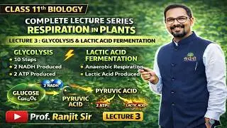Steps of Glycolysis & Lactic Acid Fermentation Explained | Respiration Lecture 3 | NEET + Boards