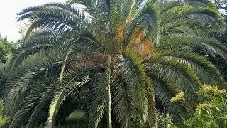 La Regina del giardino e il punteruolo rosso. Una storia vera.