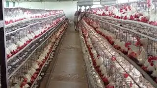 BV-300 the Egg Machine || Feed Management