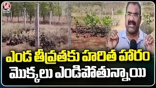 Haritha Haram Plants Are Drying Due To Intense Temperature | Warangal | V6 News