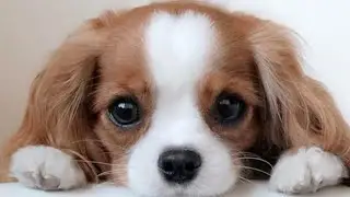 Just some small dogs with big dreams