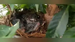 Bulbul ka ghosla||bird nest in our home #therainbowstars #