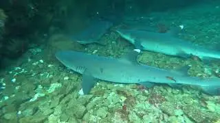 Diving with white tip sharks at Daphne Island Galapagos