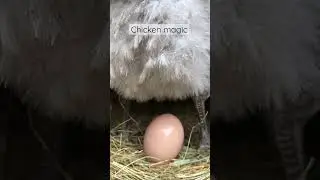 Chicken magic #layinghens #chickenmagic #egglaying #farmlife #crazychickenlady #petchickens #egg