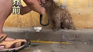 流浪狗逆袭记，捡到两只流浪版刘亦菲，坐等Tony老师逆天改命#救助流浪狗 #流浪狗不再流浪 #狗狗的心思都写在脸上了 #捡到狗 #流浪狗后续