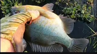 How to catch shell cracker on Lake Kissimmee