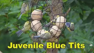 Blue Tit Family