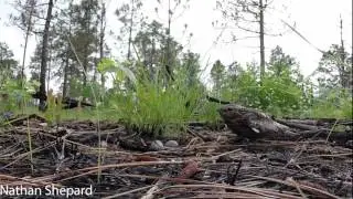 Common Nighthawk Nest - Short Version