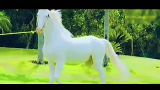 Top 10 Most Beautiful White Animals In The World