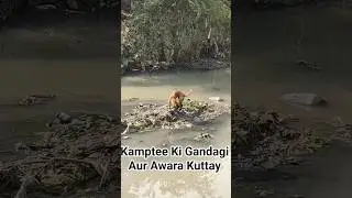 Kamptee Ki Gandagi Aur Awara Kuttay 🐶 | Public Health Crisis | Ground Reality