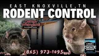 East Knoxville, TN Rodent Control Services (865) 973-1095 - Critter Wranglers, LLC