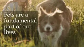 Pet Custody & The Law