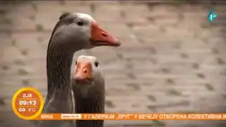 Gusan Milojko paradira centrom Vršca
