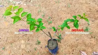 Cara Mudah Kombinasi Tanaman Bunga Kertas Menjadi 2 Warna || Sambung Pucuk (Bougenville)