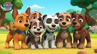 Paw patrols action training! #cartoon #action #cute