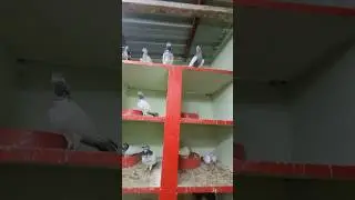 Highflyer Pigeons Breeding Setup 😍  #kabutar #status 🕊 #shorts