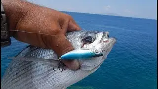Micro Pop Walking! Live strikes from Saddled Bream and amnberjack! Feat ZENAQ DAMPER S90RG