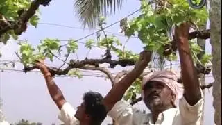 Best Management Practice in Grape for Optimum Bunch Size