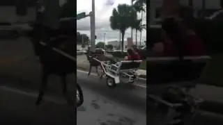 Coche de caballo en Hialeah