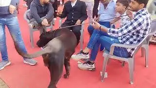 Jaipur dog show dog breed Greatdane dog in india india dog show 2026 jaipur Rajasthan India