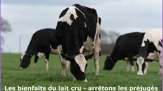 Les bienfaits du lait cru - arrêtons les mensonges, la propagande et les préjugés...