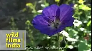 Geranium pratense or wallichianum grows in Kashmir