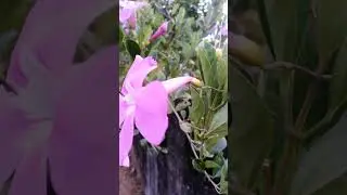 #Bignonia #magnifica #flower #plant #bignoniaceae family #flowerplants #shorts