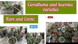 Caralluma and huernia varieties 🏡 Rare and Exotic 