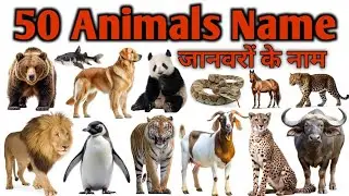 50 Animals Name Hindi English| जानवरों के नाम| Animals Name For Kids| Preschool Learning|
