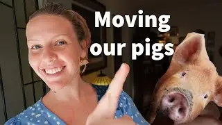 Pigs for land clearing and building a home gym! 