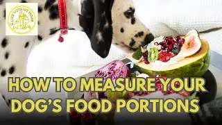 How to Measure Your Dog's Food Portions