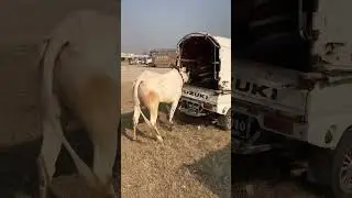 Maweshi Mandi mandra #shortsvideo #youtubeshorts #fatehjangibulls #gujarkhan