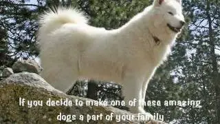 The Versatile Samoyed