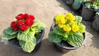 Lady purse (calceolaria) plant care tips || a unique winter flower by Coco's Garden